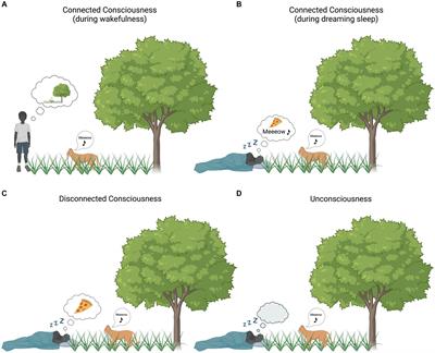 Study protocol: Cerebral characterization of sensory gating in disconnected dreaming states during propofol anesthesia using fMRI